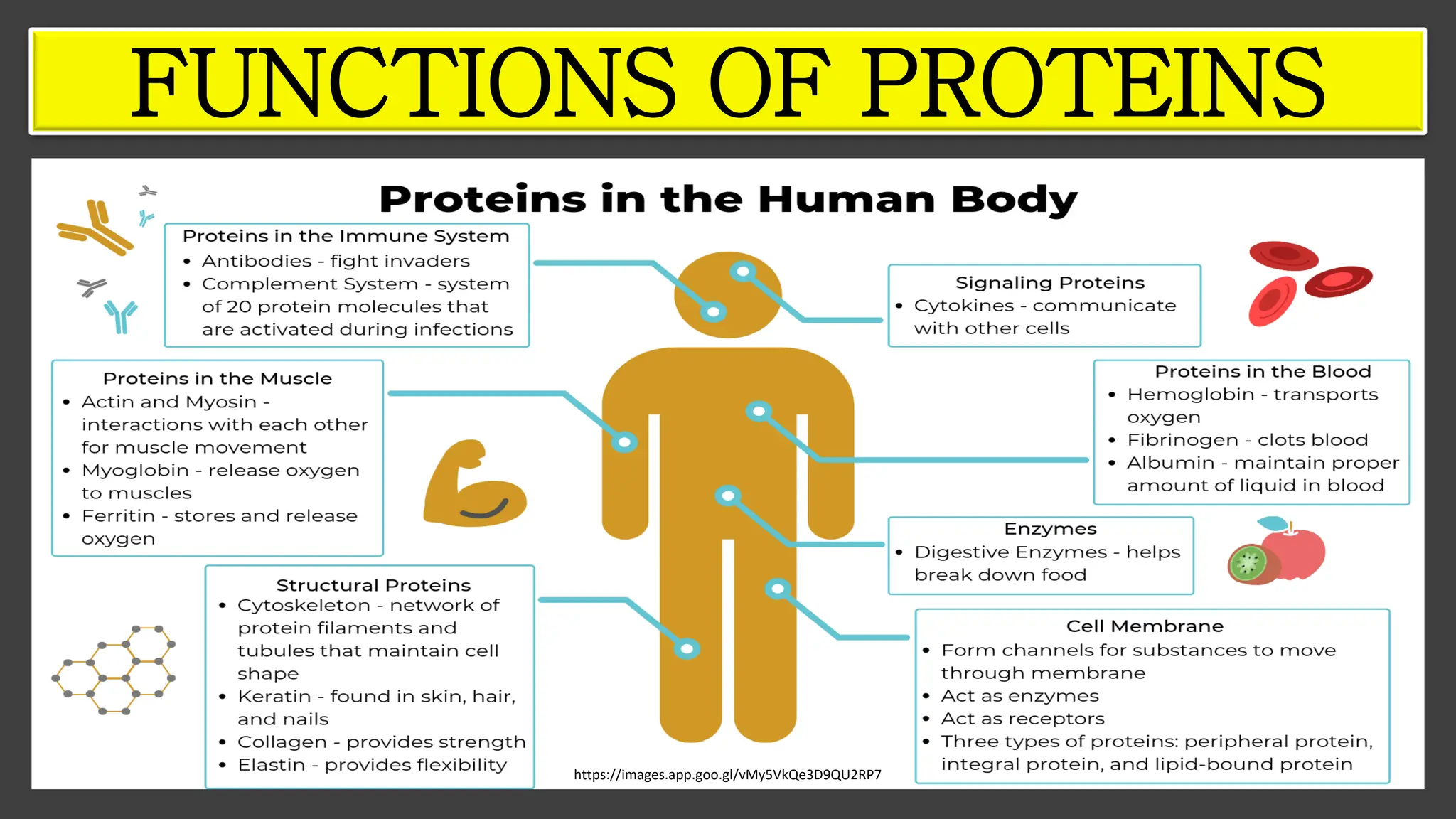 https://images.app.goo.gl/vMy5VkQe3D9QU2RP7
FUNCTIONS OF PROTEINS
 