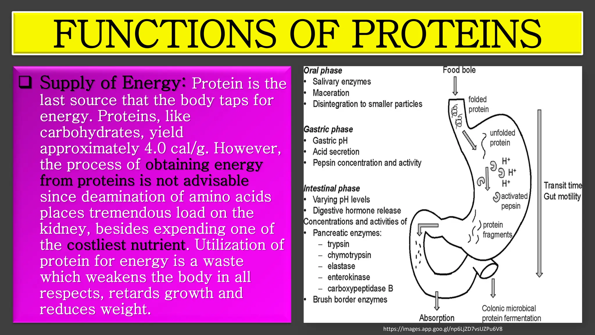 FUNCTIONS OF PROTEINS
https://images.app.goo.gl/np6LjZD7vsUZPu6V8
❑ Supply of Energy: Protein is the
last source that the body taps for
energy. Proteins, like
carbohydrates, yield
approximately 4.0 cal/g. However,
the process of obtaining energy
from proteins is not advisable
since deamination of amino acids
places tremendous load on the
kidney, besides expending one of
the costliest nutrient. Utilization of
protein for energy is a waste
which weakens the body in all
respects, retards growth and
reduces weight.
 