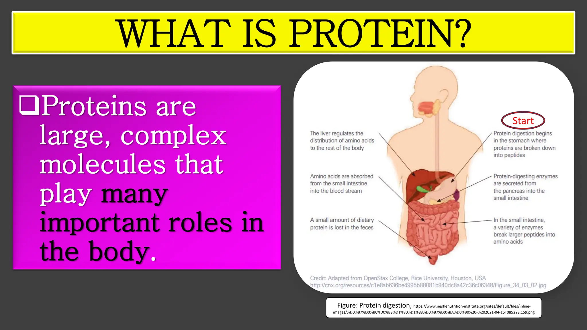 ❑Proteins are
large, complex
molecules that
play many
important roles in
the body.
WHAT IS PROTEIN?
Figure: Protein digestion, https://www.nestlenutrition-institute.org/sites/default/files/inline-
images/%D0%B7%D0%B0%D0%B3%D1%80%D1%83%D0%B7%D0%BA%D0%B0%20-%202021-04-16T085223.159.png
Start
 