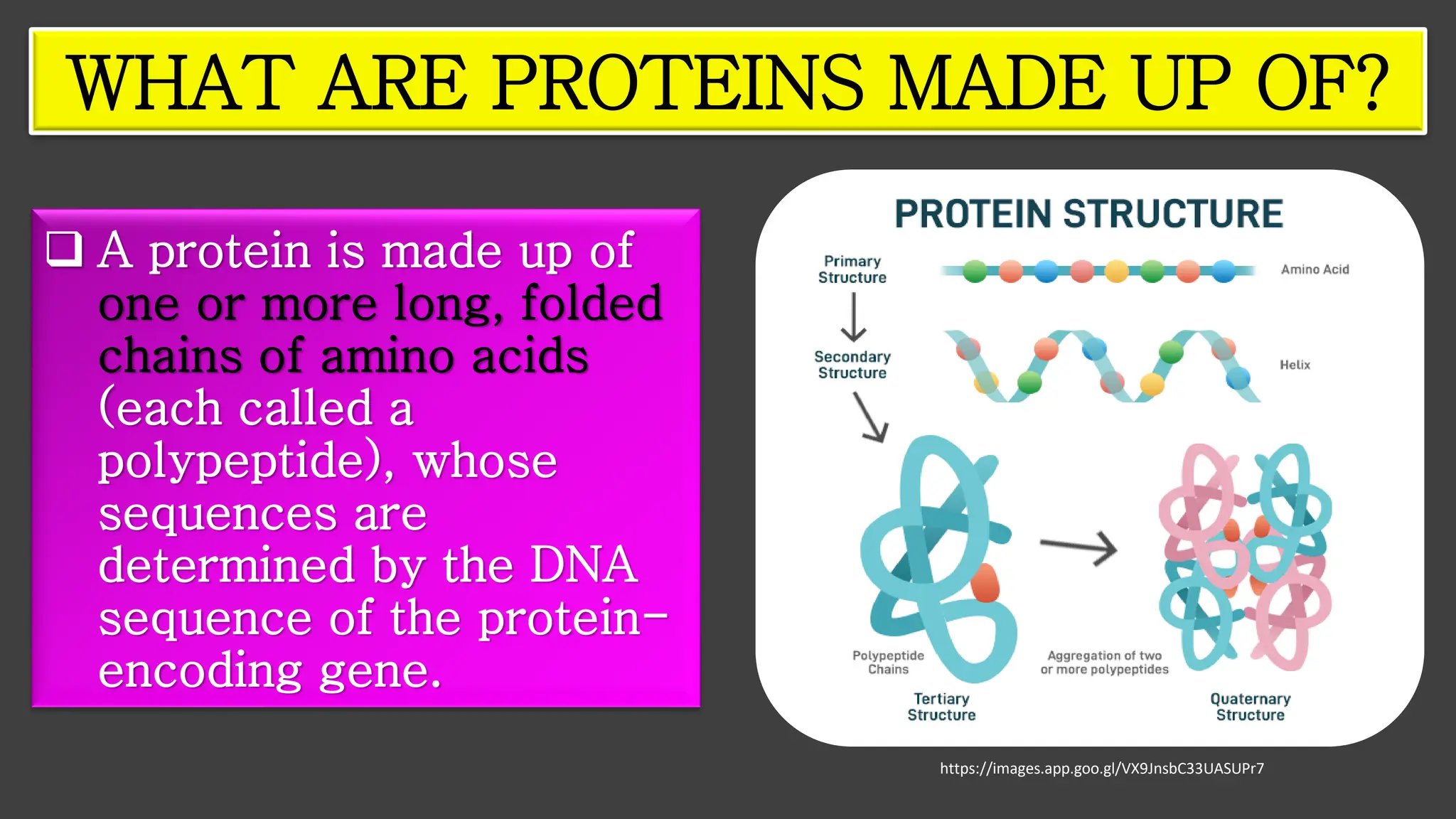 ❑ A protein is made up of
one or more long, folded
chains of amino acids
(each called a
polypeptide), whose
sequences are
determined by the DNA
sequence of the protein-
encoding gene.
WHAT ARE PROTEINS MADE UP OF?
https://images.app.goo.gl/VX9JnsbC33UASUPr7
 