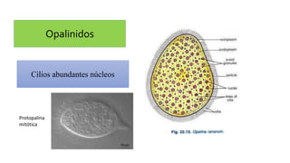 Opalinidos
Cilios abundantes núcleos
Protopalina
mitótica
 