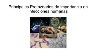 Principales Protozoarios de importancia en
infecciones humanas
 