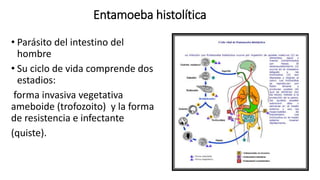 Entamoeba histolítica
• Parásito del intestino del
hombre
• Su ciclo de vida comprende dos
estadios:
forma invasiva vegetativa
ameboide (trofozoito) y la forma
de resistencia e infectante
(quiste).
 