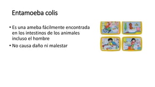 Entamoeba colis
• Es una ameba fácilmente encontrada
en los intestinos de los animales
incluso el hombre
• No causa daño ni malestar
 