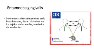 Entamoeba gingivalis
• Se encuentra frecuentemente en la
boca humana, desarrollándose en
los tejidos de las encías, alrededor
de los dientes
 