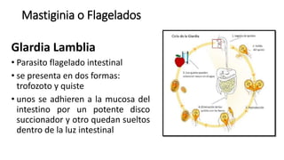 Mastiginia o Flagelados
Glardia Lamblia
• Parasito flagelado intestinal
• se presenta en dos formas:
trofozoto y quiste
• unos se adhieren a la mucosa del
intestino por un potente disco
succionador y otro quedan sueltos
dentro de la luz intestinal
 