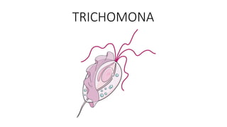 TRICHOMONA
 