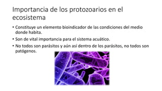 Importancia de los protozoarios en el
ecosistema
• Constituye un elemento bioindicador de las condiciones del medio
donde habita.
• Son de vital importancia para el sistema acuático.
• No todos son parásitos y aún así dentro de los parásitos, no todos son
patógenos.
 