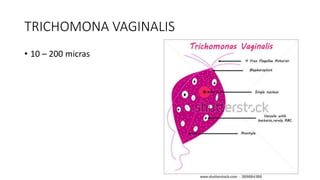 TRICHOMONA VAGINALIS
• 10 – 200 micras
 