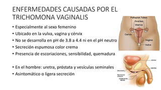 ENFERMEDADES CAUSADAS POR EL
TRICHOMONA VAGINALIS
• Especialmente al sexo femenino
• Ubicado en la vulva, vagina y cérvix
• No se desarrolla en pH de 3.8 a 4.4 ni en el pH neutro
• Secreción espumosa color crema
• Presencia de escoriaciones, sensibilidad, quemadura
• En el hombre: uretra, próstata y vesículas seminales
• Asintomático o ligera secreción
 