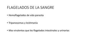 FLAGELADOS DE LA SANGRE
• Hemoflagelados de vida parasita
• Tripanosomas y leishmania
• Mas virulentos que los flagelados intestinales y urinarios
 