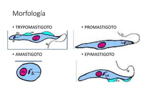 Morfología
• TRYPOMASTIGOTO
• AMASTIGOTO
• PROMASTIGOTO
• EPIMASTIGOTO
 