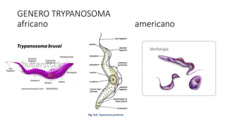 GENERO TRYPANOSOMA
africano americano
 