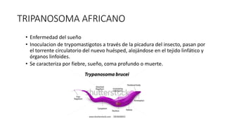 TRIPANOSOMA AFRICANO
• Enfermedad del sueño
• Inoculacion de trypomastigotos a través de la picadura del insecto, pasan por
el torrente circulatorio del nuevo huésped, alojándose en el tejido linfático y
órganos linfoides.
• Se caracteriza por fiebre, sueño, coma profundo o muerte.
 