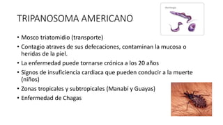 TRIPANOSOMA AMERICANO
• Mosco triatomidio (transporte)
• Contagio atraves de sus defecaciones, contaminan la mucosa o
heridas de la piel.
• La enfermedad puede tornarse crónica a los 20 años
• Signos de insuficiencia cardiaca que pueden conducir a la muerte
(niños)
• Zonas tropicales y subtropicales (Manabí y Guayas)
• Enfermedad de Chagas
 