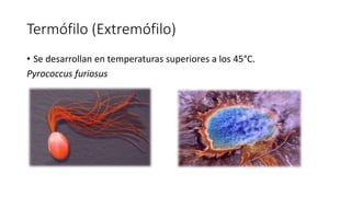 Termófilo (Extremófilo)
• Se desarrollan en temperaturas superiores a los 45°C.
Pyrococcus furiosus
 