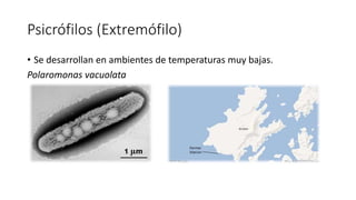 Psicrófilos (Extremófilo)
• Se desarrollan en ambientes de temperaturas muy bajas.
Polaromonas vacuolata
 