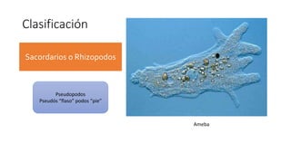 Clasificación
Sacordarios o Rhizopodos
Pseudopodos
Pseudós “flaso” podos “pie”
Ameba
 
