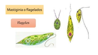 Mastiginia o flagelados
Flagelos
 