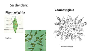Se dividen:
Fitomastiginia
Zoomastiginia
Euglena
Proterospongia
 