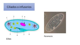 Paramecio
Ciliados o infusorios
Cilios
 