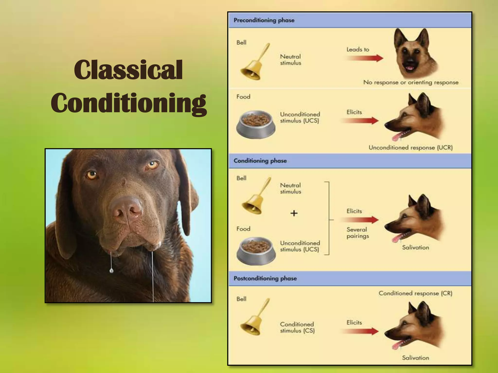 Methods of Operant ConditioningSkinner’s book titled “The Behavior of Organisms” (1938).Skinner devised an operant chamber (Skinner Box); a cage for animals used to study operant conditioning. The chambers had a lever that the animals could press to obtain reinforcements and a turning drum or cumulative recorder to measure behavior (lever presses).The First Correct Response:  it matters little how the first response that is reinforced is made (random or guided)  People can be verbally guided into the desired response.Operant Conditioning