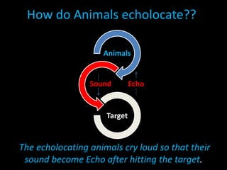 Seeing With Ears:The Echolocation | PPTX