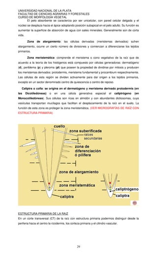 UNIVERSIDAD NACIONAL DE LA PLATA
FACULTAD DE CIENCIAS AGRARIAS Y FORESTALES
CURSO DE MORFOLOGÍA VEGETAL
29
El pelo absorbente se caracteriza por ser unicelular, con pared celular delgada y el
núcleo se desplaza hacia el ápice adoptando posición subapical en el pelo adulto. Su función es
aumentar la superficie de absorción de agua con sales minerales. Generalmente son de corta
vida.
Zona de alargamiento: las células derivadas (meristemas derivados) sufren
alargamiento, ocurre un cierto número de divisiones y comienzan a diferenciarse los tejidos
primarios.
Zona meristemática: comprende el meristema o cono vegetativo de la raíz que de
acuerdo a la teoría de los histógenos está compuesto por células generadoras: dermatógeno
(d), periblema (p) y pleroma (pl) que poseen la propiedad de dividirse por mitosis y producen
los meristemas derivados: protodermis, meristema fundamental y procambium respectivamente.
Las células de esta región se dividen activamente para dar origen a los tejidos primarios,
excepto en un sector denominado centro de quiescencia o centro de reposo.
Caliptra o cofia: se origina en el dermatógeno y meristema derivado protodermis (en
las Dicotiledóneas) o en una célula generativa especial el caliptrógeno (en
Monocotiledóneas). Sus células son ricas en almidón y con abundantes dictiosomas, cuya
vesículas transportan mucílagos que facilitan el desplazamiento de la raíz en el suelo. La
función de esta zona es proteger la zona meristemática. (VER MICROGRAFÍAS DE RAÍZ CON
ESTRUCTURA PRIMARIA)
ESTRUCTURA PRIMARIA DE LA RAíZ
En un corte transversal (CT) de la raíz con estructura primaria podermos distinguir desde la
periferia hacia el centro la rizodermis, los corteza primaria y el cilindro vascular.
 