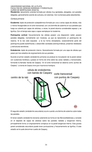 UNIVERSIDAD NACIONAL DE LA PLATA
FACULTAD DE CIENCIAS AGRARIAS Y FORESTALES
CURSO DE MORFOLOGÍA VEGETAL
30
Rizodermis: tipicamente unistrata formada por células muy apretadas, alargadas, con paredes
delgadas, generalmente carente de cutícula y sin estomas. Con numerosos pelos absorbentes.
Corteza primaria
Exodermis: tejido de protección subepidérmico formado por una o varias capas de células, más
o menos hexagonales en el corte transversal, con una laminilla de suberina en sus paredes que
luego es cubierta por capas de celulosa, a veces, la pared alcanza considerable espesor y se
lignifica. Con el tiempo esta capa o capas reemplazan la rizodermis.
Parénquima cortical: frecuentemente las células poseen una disposición radial, poseen
paredes delgadas, normalmente son incoloras, ya que es tipicamente un parénquima de
reserva. Si la raíz está expuesta a la luz forma cloroplastos, ocasionalmente parte del
parénquima puede esclerificarse, o desarrollar cavidades aerenquimáticas, presentar idioblastos
y estructuras secretoras.
Endodermis: tejido de protección interno. Generalmente formada por una capa de células que
pasan por tres estadíos de engrosamiento de sus paredes.
Durante el primer estadío (endodermis primaria) se produce la incrustación de la pared celular
con sustancias fenólicas y grasas en forma de cinta sobre las caras radiales y transversales,
formando la llamada ‘banda de Caspary’. En el corte transversal se observa como ‘puntos de
Caspary’. La banda de Caspary tiene gran importancia fisiológica.
El segundo estadío (endodermis secundaria) ocurre cuando una lámina de suberina cubre todas
las paredes.
El tercer estadío (endodermis terciaria) solamente se forma en las Monocotiledóneas y consiste
en el depósito de capas de celulosa sobre las paredes radiales y tangencial interna,
principalmente forma un engrosamiento conspicuo en la pared tangencial interna. Esta gruesa
pared considerada secundaria puede tener puntuaciones y frecuentemente se lignifica. A este
estadío se le suele denominar cuadro de Caspary.
 