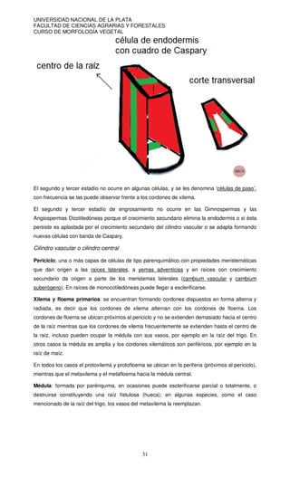 UNIVERSIDAD NACIONAL DE LA PLATA
FACULTAD DE CIENCIAS AGRARIAS Y FORESTALES
CURSO DE MORFOLOGÍA VEGETAL
31
El segundo y tercer estadío no ocurre en algunas células, y se les denomina ‘células de paso’,
con frecuencia se las puede observar frente a los cordones de xilema.
El segundo y tercer estadío de engrosamiento no ocurre en las Gimnospermas y las
Angiospermas Dicotiledóneas porque el crecimiento secundario elimina la endodermis o si ésta
persiste es aplastada por el crecimiento secundario del cilindro vascular o se adapta formando
nuevas células con banda de Caspary.
Cilindro vascular o cilindro central
Periciclo: una o más capas de células de tipo parenquimático con propiedades meristemáticas
que dan origen a las raíces laterales, a yemas adventicias y en raíces con crecimiento
secundario da origen a parte de los meristemas laterales (cambium vascular y cambium
suberógeno). En raíces de monocotiledóneas puede llegar a esclerificarse.
Xilema y floema primarios: se encuentran formando cordones dispuestos en forma alterna y
radiada, es decir que los cordones de xilema alternan con los cordones de floema. Los
cordones de floema se ubican próximos al periciclo y no se extienden demasiado hacia el centro
de la raíz mientras que los cordones de xilema frecuentemente se extienden hasta el centro de
la raíz, incluso pueden ocupar la médula con sus vasos, por ejemplo en la raíz del trigo. En
otros casos la médula es amplia y los cordones xilemáticos son periféricos, por ejemplo en la
raíz de maíz.
En todos los casos el protoxilema y protofloema se ubican en la periferia (próximos al periciclo),
mientras que el metaxilema y el metafloema hacia la médula central.
Médula: formada por parénquima, en ocasiones puede esclerificarse parcial o totalmente, o
destruirse constituyendo una raíz fistulosa (hueca); en algunas especies, como el caso
mencionado de la raíz del trigo, los vasos del metaxilema la reemplazan.
 