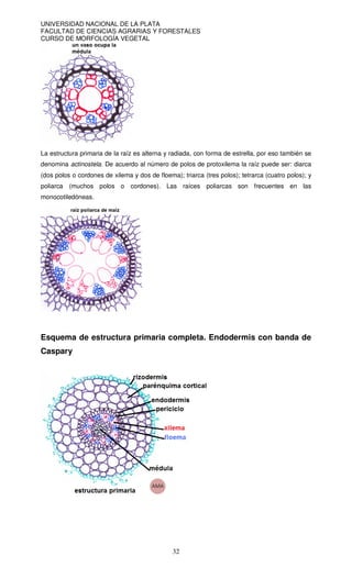 UNIVERSIDAD NACIONAL DE LA PLATA
FACULTAD DE CIENCIAS AGRARIAS Y FORESTALES
CURSO DE MORFOLOGÍA VEGETAL
32
La estructura primaria de la raíz es alterna y radiada, con forma de estrella, por eso también se
denomina actinostela. De acuerdo al número de polos de protoxilema la raíz puede ser: diarca
(dos polos o cordones de xilema y dos de floema); triarca (tres polos); tetrarca (cuatro polos); y
poliarca (muchos polos o cordones). Las raíces poliarcas son frecuentes en las
monocotiledóneas.
Esquema de estructura primaria completa. Endodermis con banda de
Caspary
 