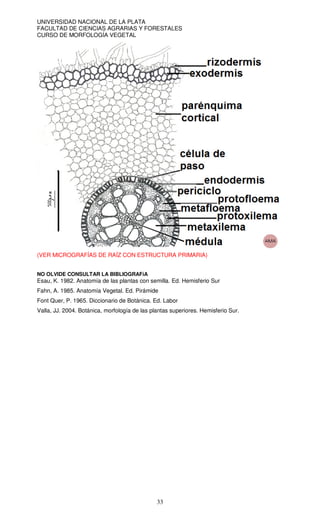 UNIVERSIDAD NACIONAL DE LA PLATA
FACULTAD DE CIENCIAS AGRARIAS Y FORESTALES
CURSO DE MORFOLOGÍA VEGETAL
33
(VER MICROGRAFÍAS DE RAÍZ CON ESTRUCTURA PRIMARIA)
NO OLVIDE CONSULTAR LA BIBLIOGRAFíA
Esau, K. 1982. Anatomía de las plantas con semilla. Ed. Hemisferio Sur
Fahn, A. 1985. Anatomía Vegetal. Ed. Pirámide
Font Quer, P. 1965. Diccionario de Botánica. Ed. Labor
Valla, JJ. 2004. Botánica, morfología de las plantas superiores. Hemisferio Sur.
 