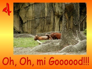 5º - Quien sabe, sabe. Quien no sabe, ¡es el jefe!