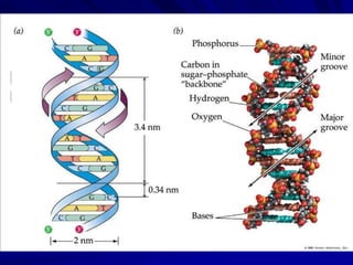 Molekularna biologija pms 2014