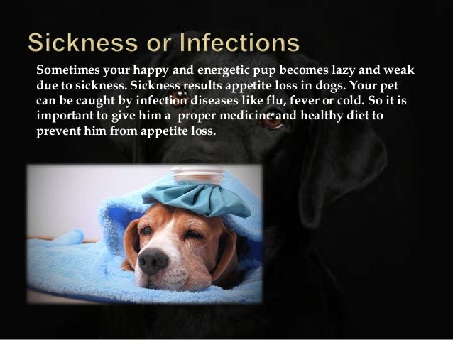 What Medicine To Give Dogs For Fever What Medicine To Give Dogs For Fever