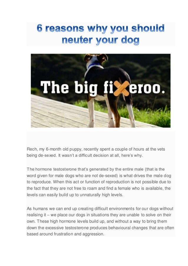 6 reasons why you should neuter your dog