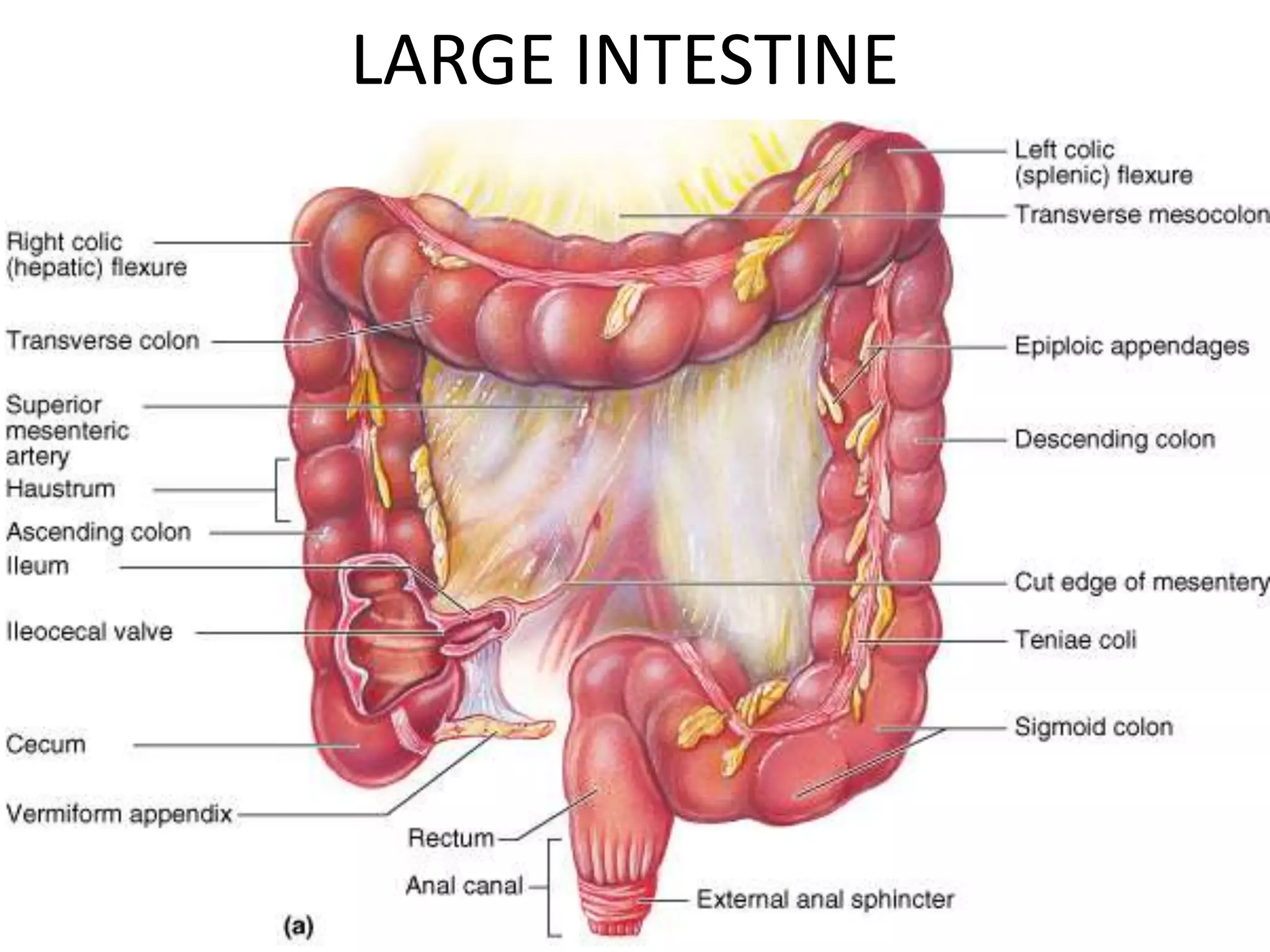 Urectum Anatomy of Rectum | PPTX