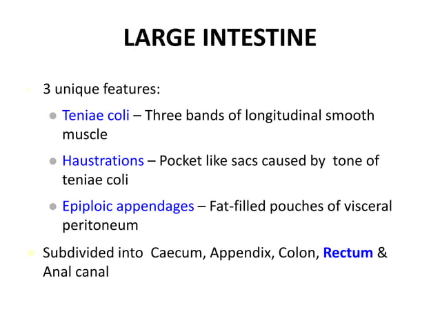 Anatomy of Rectum | PPTX