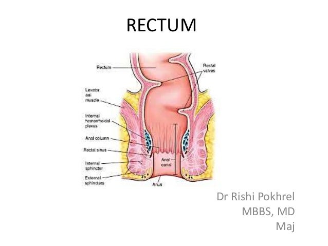 anatomy-of-rectum-1-638.jpg