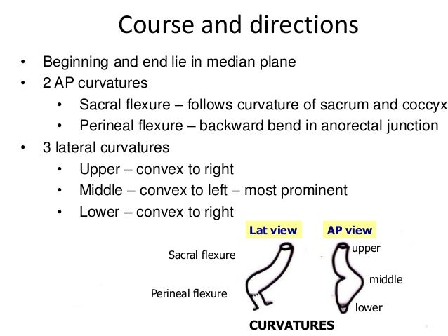 Image result for rectum flexure
Rectum course and direction