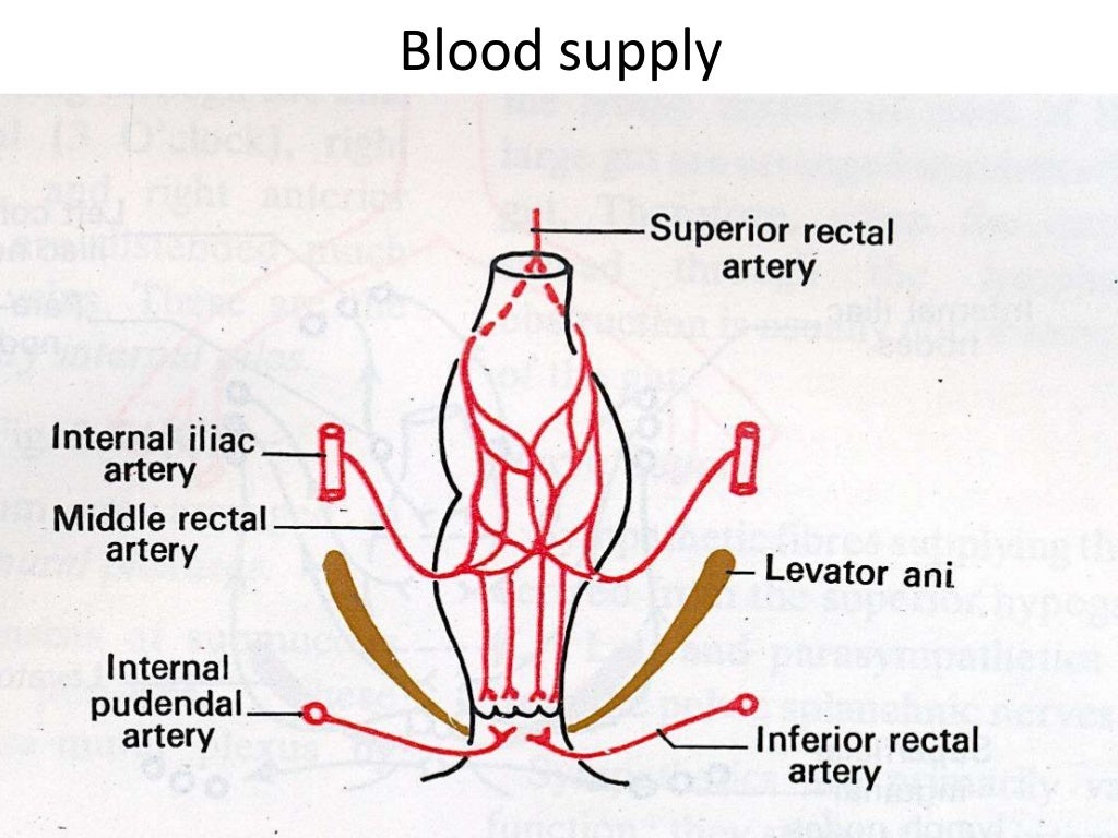 Anatomy of Rectum