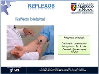Resposta principal:

Contração do músculo
bíceps com flexão do
Cotovelo (antebraço)
       C5-C6
 