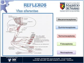 Mecanorreceptores


Quimiorreceptores



Termorreceptores


  Fotoceptores



  Nociceptores
 