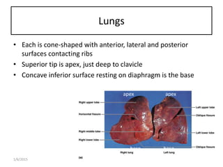 Upper Tip Respiratory system | PPTX