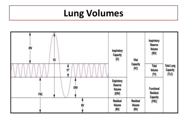 Respiratory system