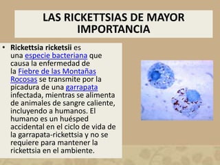 LAS RICKETTSIAS DE MAYOR 
IMPORTANCIA 
• Rickettsia ricketsii es 
una especie bacteriana que 
causa la enfermedad de 
la Fiebre de las Montañas 
Rocosas se transmite por la 
picadura de una garrapata 
infectada, mientras se alimenta 
de animales de sangre caliente, 
incluyendo a humanos. El 
humano es un huésped 
accidental en el ciclo de vida de 
la garrapata-rickettsia y no se 
requiere para mantener la 
rickettsia en el ambiente. 
 
