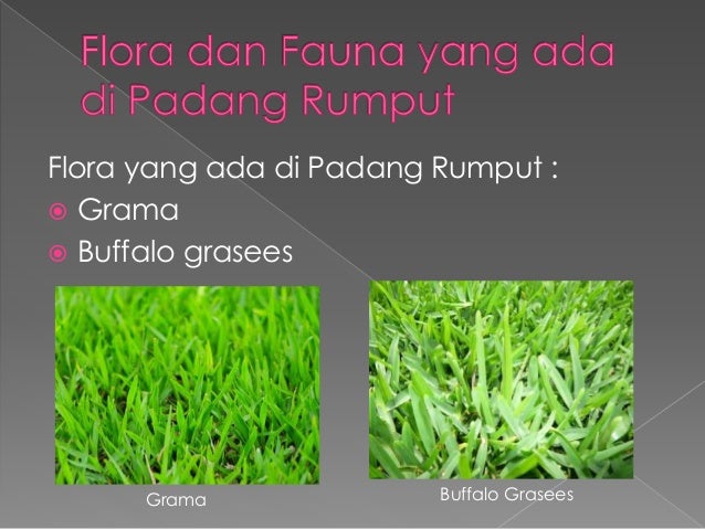 Unduh 860 Background Power  Point  Rumput Gratis Terbaru 