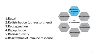 Comprehensive Overview of the 6 R’s of Radiobiology in Fractionated ...