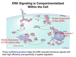 6 RTK signaling MAPK Akt.pdfCell signaling presentation | PDF