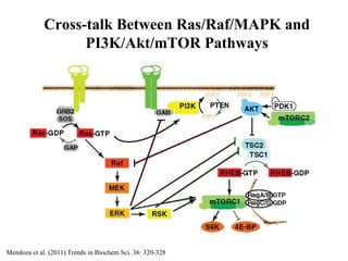 6 RTK signaling MAPK Akt.pdfCell signaling presentation | PDF